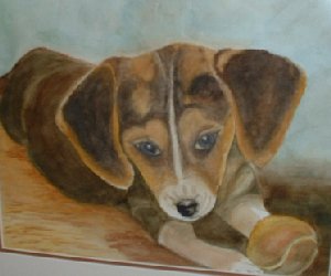 cindys dog